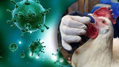Ли Он - В Болгарии обнаружили новый штамм птичьего гриппа: опасен ли он для людей - 24tv.ua - Украина - Франция - Болгария - Голландия