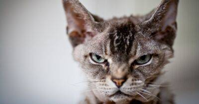 Ветеринар назвал четыре породы кошек, которые он бы никогда не купил (видео) - focus.ua - Украина - Англия