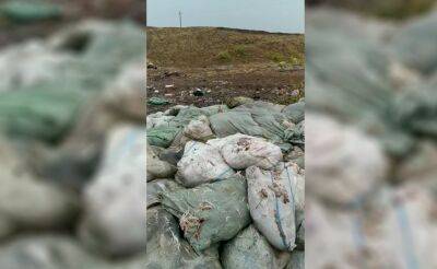 В одну из рек в Ташобласти сбросили около 2 тонн дохлых кур в мешках. Местные жители считают, что птицы были чем-то заражены. Видео - podrobno.uz - Узбекистан - Ташкент