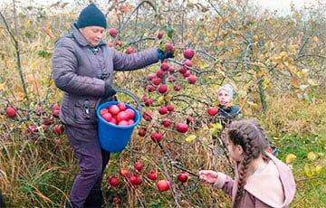 В Калинковичах учителей и школьников отправили на бесплатный сбор яблок в колхозе - charter97.org - Белоруссия - Калинковичи