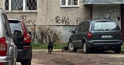 В Ильгюциемсе полиция помогла сотрудникам Ulubele поймать двух агрессивных собак - rus.delfi.lv - Рига - Латвия
