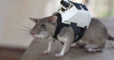 Крысы-спасатели с маленькими рюкзаками будут помогать искать людей после землетрясений - focus.ua - Украина - Танзания