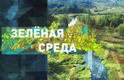 Озеленение населенных пунктов: насколько это важно? Рубрика «Зеленая среда» - ont.by - Белоруссия