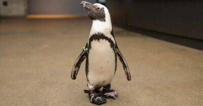 Как пляжник на курорте. Ученые создали сандалии для пингвина, чтобы спасти ему жизнь - focus.ua - Украина - Англия - Бостон