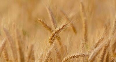 Эдуард Зернин - Россия хочет увеличить экспорт муки и зерна на таджикский рынок - dialog.tj - Россия - Казахстан - Узбекистан - Грузия - Киргизия - Иран - Таджикистан - Туркмения - Азербайджан - Ташкент