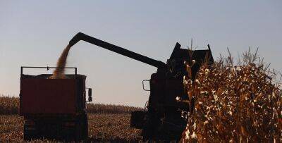 В Беларуси кукурузу на зерно убрали почти на 48% площадей - grodnonews.by - Белоруссия