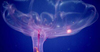 Вырастили медузы. Ученые обнаружили в океане морского огурца, совсем не похожего на свой вид - focus.ua - Украина - Вашингтон - штат Гавайи - Самоа