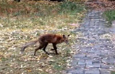 Голодного лисенка сняли на видео на острове Городомля в ЗАТО «Солнечный» - afanasy.biz