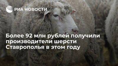 Владимир Владимиров - Более 92 млн рублей получили производители шерсти Ставрополья в этом году - smartmoney.one - Россия - Китай - Белоруссия - Индия - Ставрополье