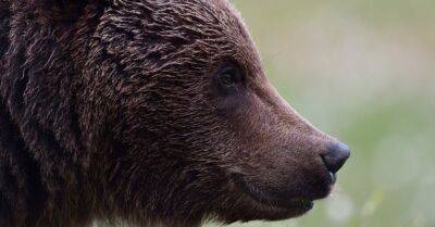 Управление охраны природы ищет автора видеоролика, на котором мужчина на автомобиле гонял медведя - rus.delfi.lv - Латвия