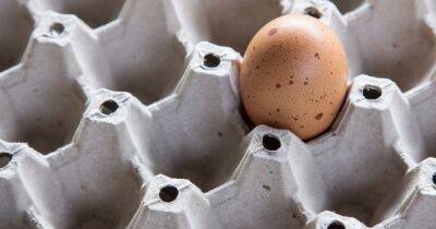 Спрос на яйца в магазинах растет: грозит ли дефицит - focus.ua - Украина - район Киева