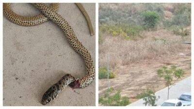 Второклассница в Рош ха-Аине нашла в своем рюкзаке живую змею - vesty.co.il - Израиль