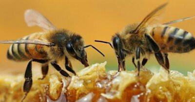 Умнее, чем мы думали. Пчелы способны работать в команде, если на кону Fanta или другая сладость (видео) - focus.ua - Украина - Бразилия - Сан-Паулу