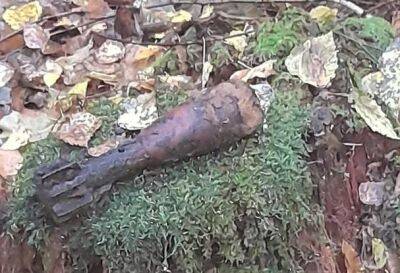 В лесу под Свислочью милиционеры обнаружили 6 гранат времён Великой Отечественной войны - grodnonews.by - Белоруссия