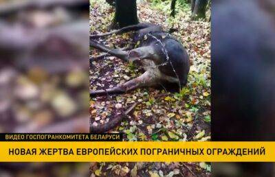 У латвийской границы обнаружен мертвый лось - ont.by - Белоруссия