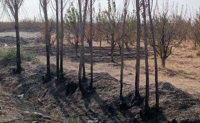 Расул Кушербаев - В Ташкенте неизвестные сожгли и частично вырубили свыше 500 деревьев - podrobno.uz - Узбекистан - Ташкент