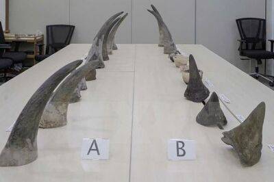 В Сингапуре изъяли самый большой рог носорога - unn.com.ua - Украина - Киев - Сингапур - Юар - Лаос - Республика Сингапур - Сингапур
