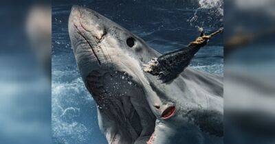 Блогер - Блогер перехитрил большую белую акулу с помощью тунца и снял пугающие кадры (фото) - focus.ua - Украина - Лондон - Мексика - Юар - Нападение