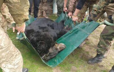 Под Лиманом спасли медведя с контузией: чудом выжил в оккупации - golos.ua - Украина