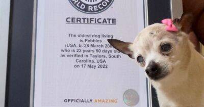 Умерла самая старая собака в мире. Пебблз было 23 года - focus.ua - США - Украина - Англия - шт. Южная Каролина