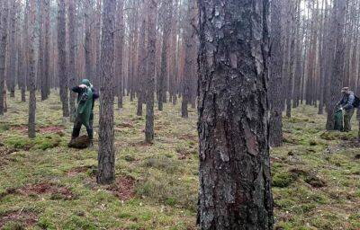 Поляки массово воруют мох из лесов. Зачем? - grodnonews.by - Белоруссия - Германия - Польша - Голландия