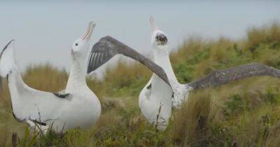 Дэвид Аттенборо - Самцы альбатроса образовали семью из-за неудачи с самками: эксперты назвали причину (видео) - focus.ua - Украина - Новая Зеландия