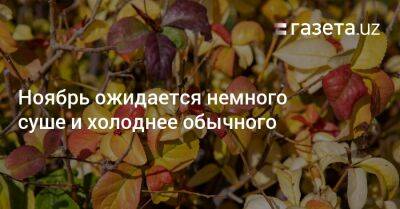 Ноябрь ожидается немного суше и холоднее обычного - gazeta.uz - Узбекистан