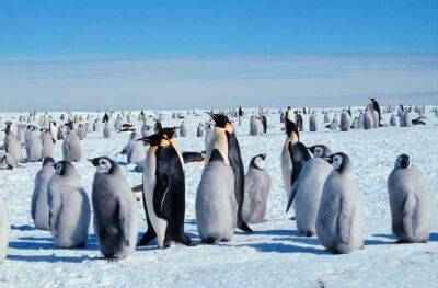 Названо небезпеку, що загрожує імператорським пінгвінам - lenta.ua - США - Украина