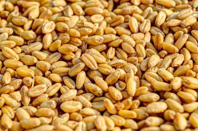 Работники сельхозпредприятия в Гродненской области похитили более 32 тонн семян - grodnonews.by - Белоруссия