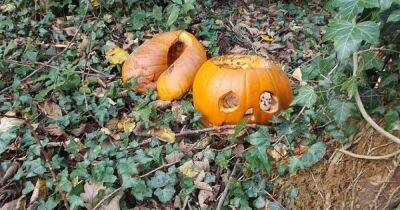 Эхо Хэллоуина. Ученые призывают не выбрасывать праздничные тыквы в лесу — могут убить ежей - focus.ua - Украина