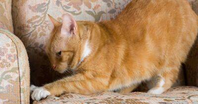 Как отучить кошку царапать мебель: советы специалистов - focus.ua - Украина - Washington