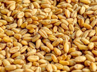 Владимир Путин - Пакистан одобрил соглашение об импорте 300 тысяч тонн пшеницы из рф - unn.com.ua - Россия - США - Украина - Киев - Пакистан - Исламабад