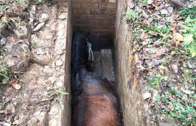 В Дрибинском районе лошадь упала в смотровую яму - ont.by - Белоруссия