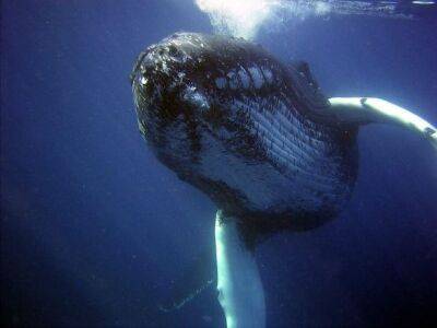 Синие киты съедают 10 миллионов кусочков микропластика в день - исследование - unn.com.ua - США - Украина - Киев - шт. Калифорния