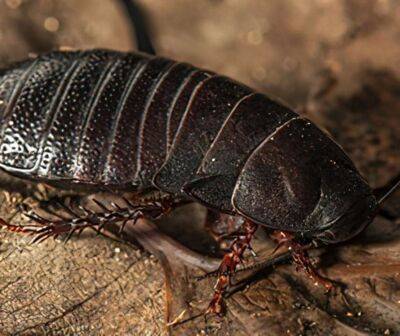 На австралійському острові виявили комаху, що зникла 80 років тому - lenta.ua - Украина - Австралія