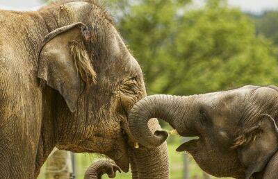 24 слона нашли в джунглях горшки с ликером, все выпили и крепко уснули - ont.by - Белоруссия - Индия