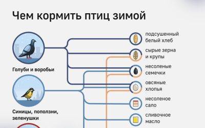 Чем кормить птиц - obzor.lt