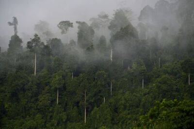 Жаир Болсонар - Бразилия, Индонезия и Демократическая Республика Конго подписали пакт о вырубке лесов - unn.com.ua - Украина - Киев - Бразилия - Конго - Индонезия
