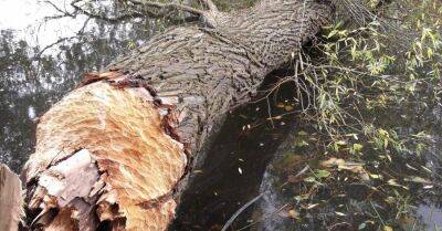 Бобры уничтожают деревья в Риге на берегу Буллюпе - rus.delfi.lv - Рига - Латвия