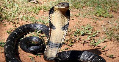 Чак Норрис - Маленький Чак Норрис. 8-летний мальчик в Индии убил ядовитую змею своим укусом - focus.ua - Украина - Индия