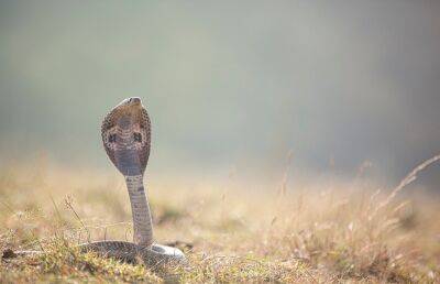Мальчика в Индии укусила ядовитая кобра – он укусил ее в ответ. Ребенок выжил, а змея нет - ont.by - Белоруссия - Индия