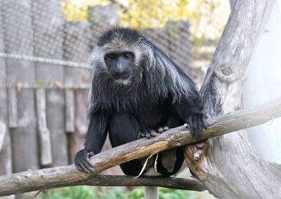 Из чешского зоопарка сбежала обезьяна - vinegret.cz - Чехия