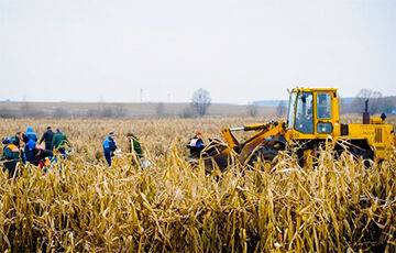 В Буда-Кошелевском районе чиновников и бюджетников отправили вручную спасать урожай кукурузы - charter97.org - Белоруссия - район Буда-Кошелевский