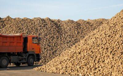 В Беларуси завершилась уборка сахарной свеклы - урожай составил 4 млн 275 тыс. тонн - grodnonews.by - Белоруссия