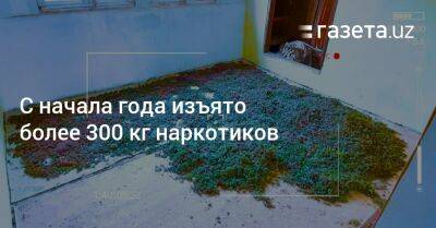 С начала года в Ташкентской области изъято более 300 кг наркотиков - gazeta.uz - Узбекистан