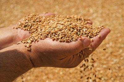 Названы главные вредители зерна и семенного материала - afanasy.biz - Россия