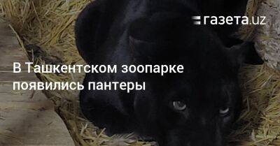 В Ташкентском зоопарке появились пантеры - gazeta.uz - Узбекистан