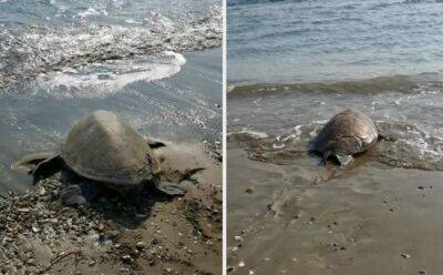 Двух черепах вылечили и отпустили на волю - vkcyprus.com - Кипр