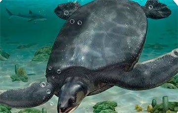 Ученые обнаружили трехметрового «морского Левиафана» - charter97.org - Белоруссия - Испания
