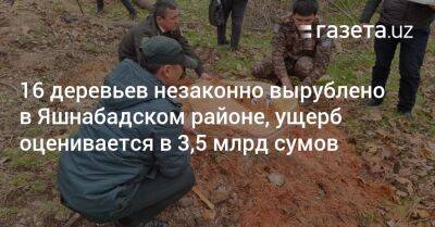 Расул Кушербаев - 16 деревьев незаконно вырублено в Яшнабадском районе, ущерб оценивается в 3,5 млрд сумов - gazeta.uz - Узбекистан - район Яшнабадский - Экология